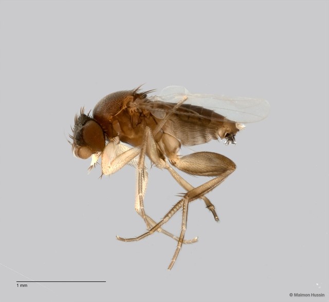 Phoridae sp. "ZRCBDP0031765" • © Maimon Hussin • All Rights Reserved