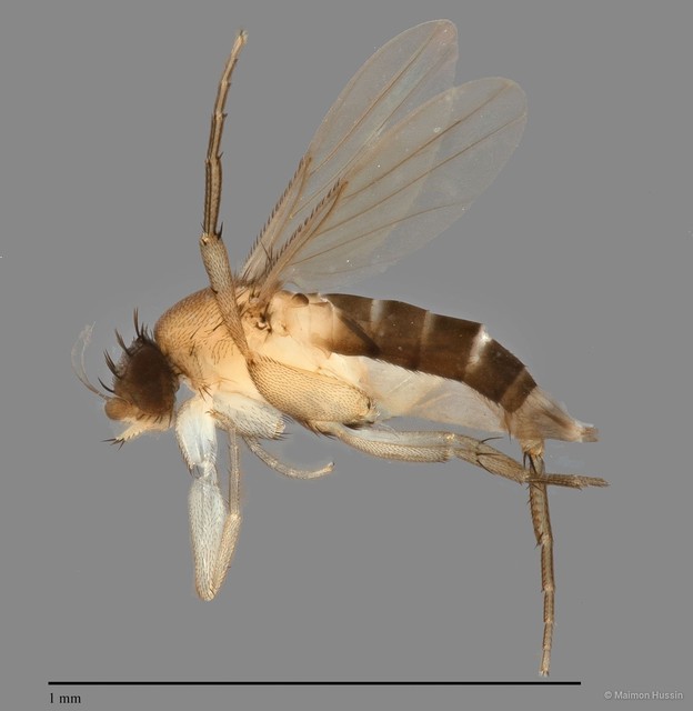Phoridae sp. "ZRCBDP0031767" • © Maimon Hussin • All Rights Reserved