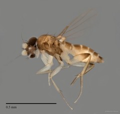 Phoridae sp. "ZRCBDP0031822/ZRCBDP0033240" • © Maimon Hussin • All Rights Reserved