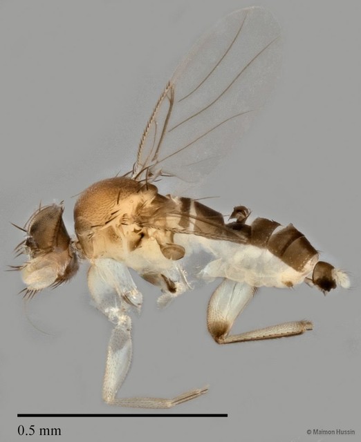 Phoridae sp. "ZRCBDP0031853" • © Maimon Hussin • All Rights Reserved