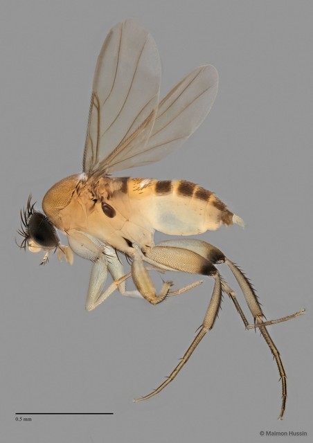 Phoridae sp. "ZRCBDP0031987" • © Maimon Hussin • All Rights Reserved