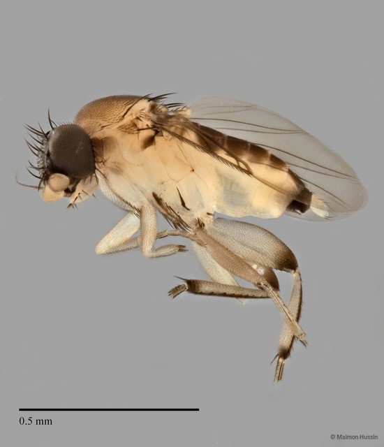 Phoridae sp. "ZRCBDP0032000/ZRCBDP0032740" • © Maimon Hussin • All Rights Reserved