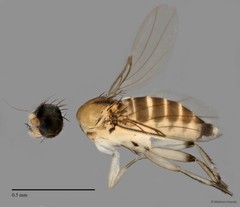 Phoridae sp. "ZRCBDP0032000/ZRCBDP0032740" • © Maimon Hussin • All Rights Reserved