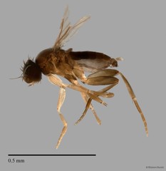 Phoridae sp. "ZRCBDP0032002/ZRCBDP0033348" • © Maimon Hussin • All Rights Reserved