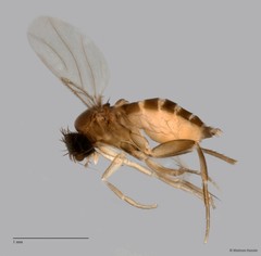 Phoridae sp. "ZRCBDP0032002/ZRCBDP0033348" • © Maimon Hussin • All Rights Reserved