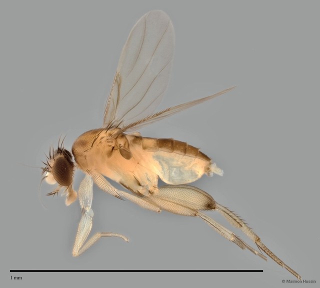 Phoridae sp. "ZRCBDP0032006" • © Maimon Hussin • All Rights Reserved