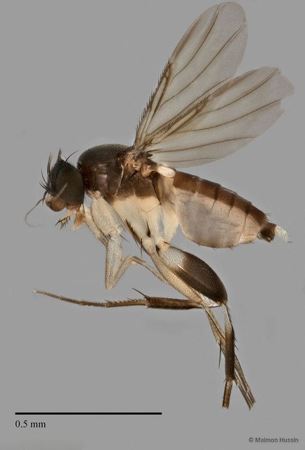 Phoridae sp. "ZRCBDP0032022/ZRCBDP0032561" • © Maimon Hussin • All Rights Reserved