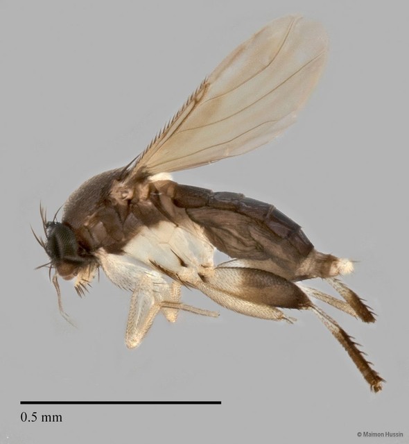 Phoridae sp. "ZRCBDP0032022/ZRCBDP0032561"