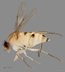 Phoridae sp. "ZRCBDP0032037/ZRCBDP0033297" • © Maimon Hussin • All Rights Reserved
