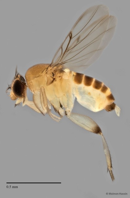 Phoridae sp. "ZRCBDP0032037/ZRCBDP0033297" • © Maimon Hussin • All Rights Reserved