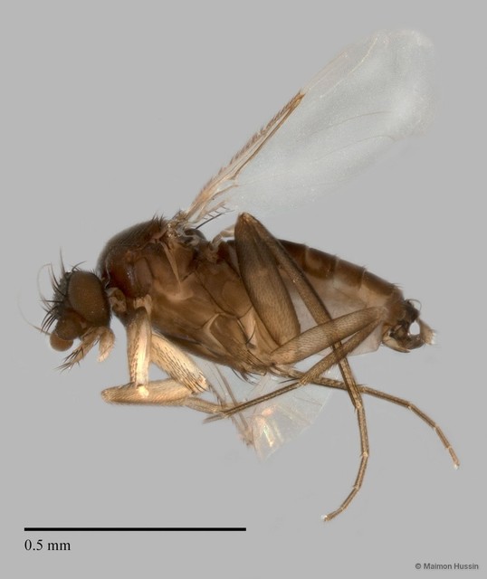 Phoridae sp. "ZRCBDP0032038" • © Maimon Hussin • All Rights Reserved