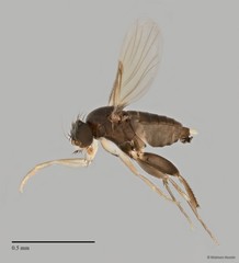Phoridae sp. "ZRCBDP0032051/ZRCBDP0032171"