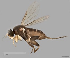 Phoridae sp. "ZRCBDP0032051/ZRCBDP0032171" • © Maimon Hussin • All Rights Reserved