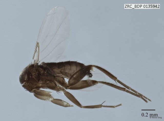 Phoridae sp. "ZRCBDP0032055" • © Rene Ong • All Rights Reserved