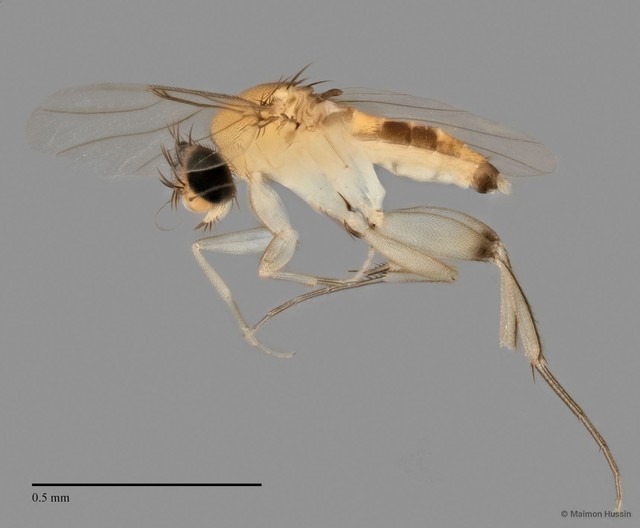 Phoridae sp. "ZRCBDP0032089" • © Maimon Hussin • All Rights Reserved