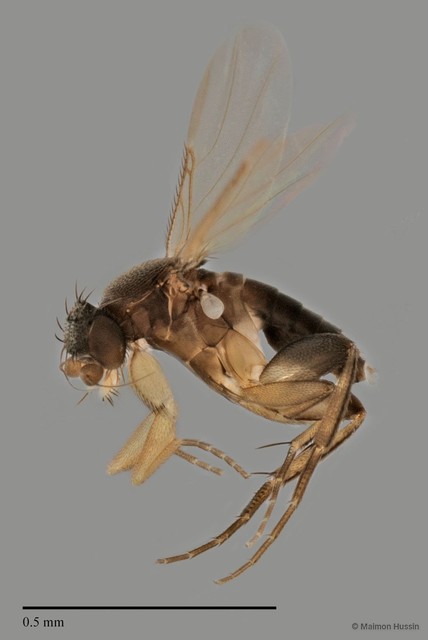 Phoridae sp. "ZRCBDP0032143" • © Maimon Hussin • All Rights Reserved