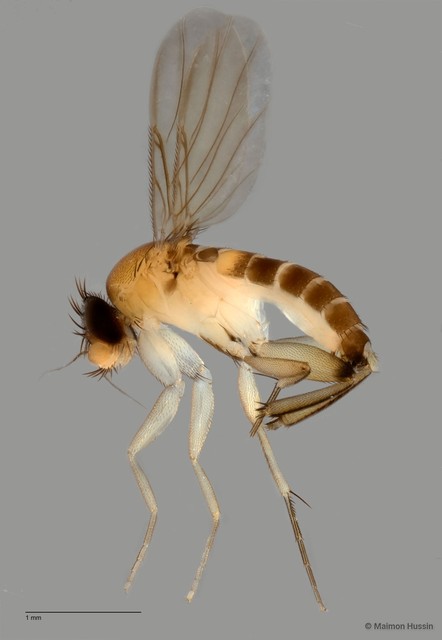 Phoridae sp. "ZRCBDP0032311" • © Maimon Hussin • All Rights Reserved