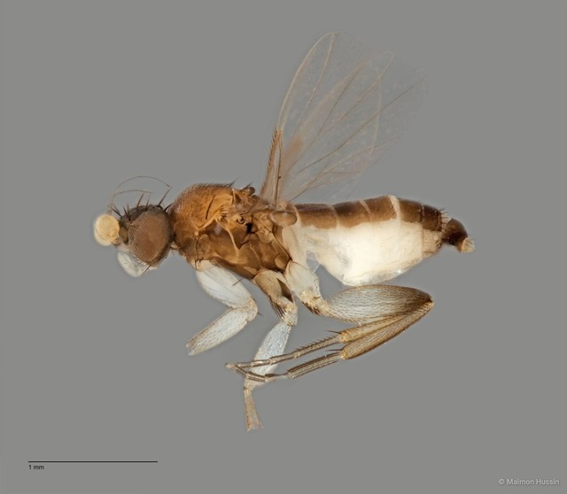 Phoridae sp. "ZRCBDP0032316" • © Maimon Hussin • All Rights Reserved