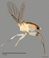 Phoridae sp. "ZRCBDP0032327/ZRCBDP0033121" • © Maimon Hussin • All Rights Reserved