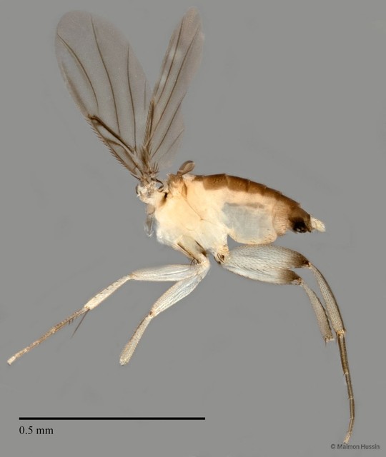 Phoridae sp. "ZRCBDP0032327/ZRCBDP0033121"