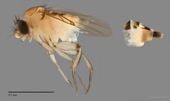 Phoridae sp. "ZRCBDP0032327/ZRCBDP0033121" • © Maimon Hussin • All Rights Reserved