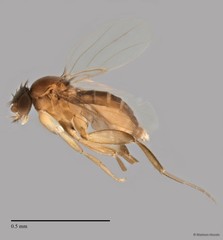 Phoridae sp. "ZRCBDP003248/ZRCBDP0033280" • © Maimon Hussin • All Rights Reserved