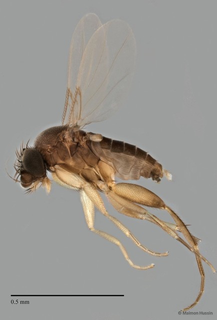 Phoridae sp. "ZRCBDP0032495" • © Maimon Hussin • All Rights Reserved