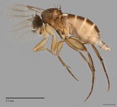 Phoridae sp. "ZRCBDP0032567/ZRCBDP0032576" • © Maimon Hussin • All Rights Reserved