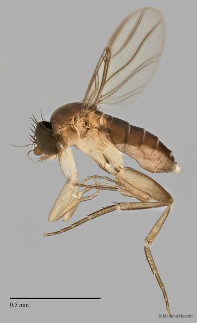 Phoridae sp. "ZRCBDP0032575/ZRCBDP0032634"