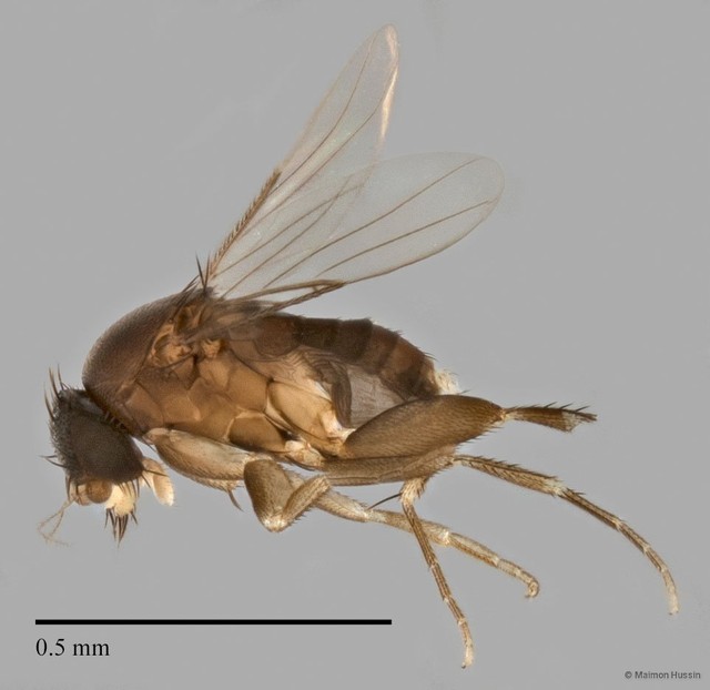 Phoridae sp. "ZRCBDP0032600" • © Maimon Hussin • All Rights Reserved