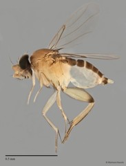 Phoridae sp. "ZRCBDP0032687/ZRCBDP0033251" • © Maimon Hussin • All Rights Reserved