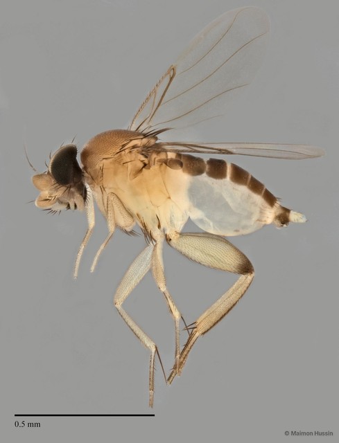 Phoridae sp. "ZRCBDP0032687/ZRCBDP0033251" • © Maimon Hussin • All Rights Reserved
