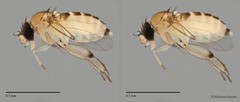Phoridae sp. "ZRCBDP0032687/ZRCBDP0033251" • © Maimon Hussin • All Rights Reserved