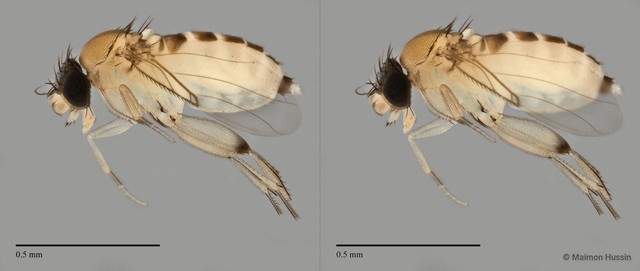 Phoridae sp. "ZRCBDP0032687/ZRCBDP0033251"