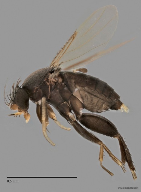 Phoridae sp. "ZRCBDP0032698" • © Maimon Hussin • All Rights Reserved
