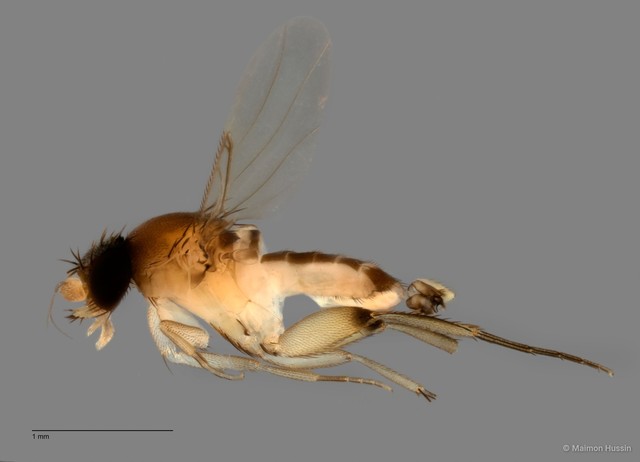 Phoridae sp. "ZRCBDP0032701" • © Maimon Hussin • All Rights Reserved