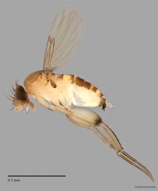 Phoridae sp. "ZRCBDP0032741" • © Maimon Hussin • All Rights Reserved