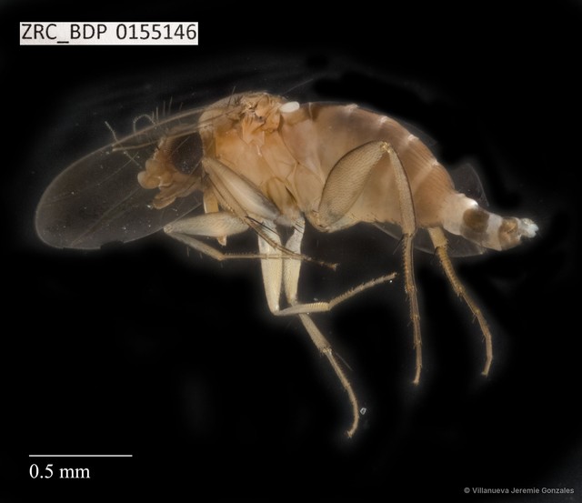 Phoridae sp. "ZRCBDP0032747" • © Villanueva Jeremie Gonzales • All Rights Reserved