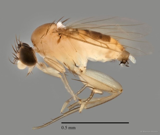 Phoridae sp. "ZRCBDP0032752" • © Maimon Hussin • All Rights Reserved