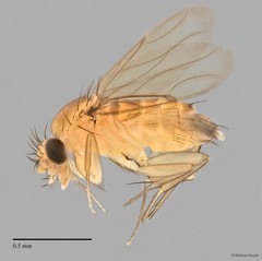 Phoridae sp. "ZRCBDP0032754/ZRCBDP0032773" • © Maimon Hussin • All Rights Reserved