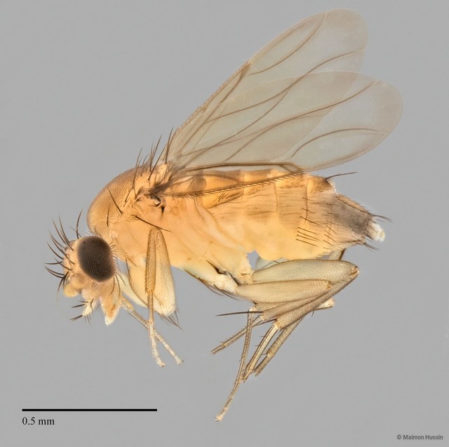 Phoridae sp. "ZRCBDP0032754/ZRCBDP0032773"
