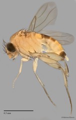 Phoridae sp. "ZRCBDP0032754/ZRCBDP0032773" • © Maimon Hussin • All Rights Reserved