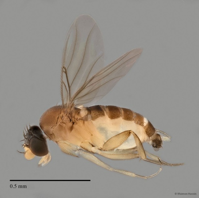 Phoridae sp. "ZRCBDP0032757/ZRCBDP0033166" • © Maimon Hussin • All Rights Reserved