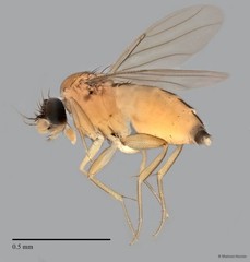 Phoridae sp. "ZRCBDP0032757/ZRCBDP0033166" • © Maimon Hussin • All Rights Reserved
