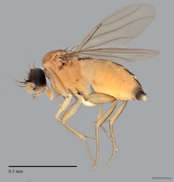 Phoridae sp. "ZRCBDP0032757/ZRCBDP0033166"