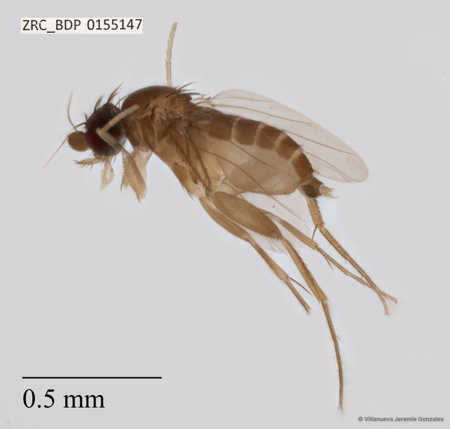 Phoridae sp. "ZRCBDP0032763" • © Villanueva Jeremie Gonzales • All Rights Reserved