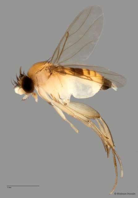 Phoridae sp. "ZRCBDP0032808" • © Maimon Hussin • All Rights Reserved