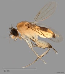 Phoridae sp. "ZRCBDP0032812"