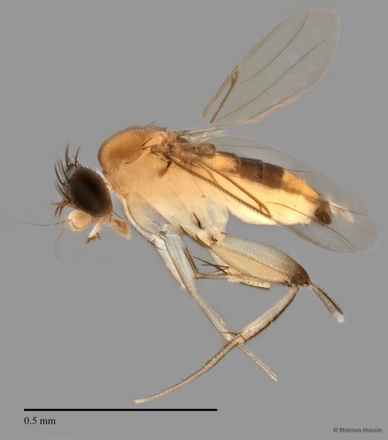 Phoridae sp. "ZRCBDP0032812" • © Maimon Hussin • All Rights Reserved
