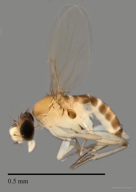 Phoridae sp. "ZRCBDP0032813" • © Maimon Hussin • All Rights Reserved